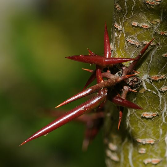 Orto Botanico dell'Università di Modena e Reggio Emilia