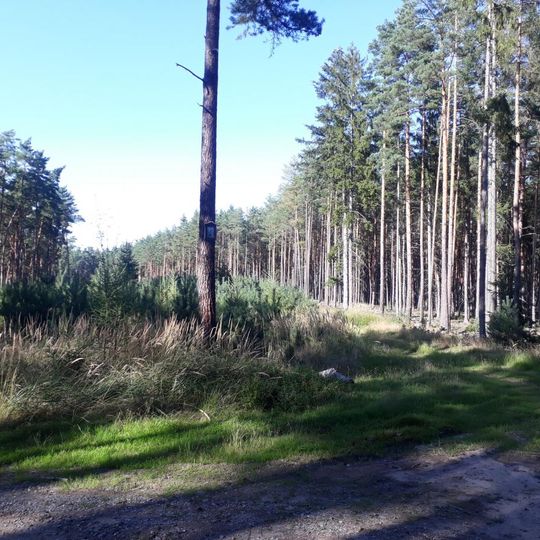 Obrázek na stromě v lese mezi Plasy a Mrtníkem