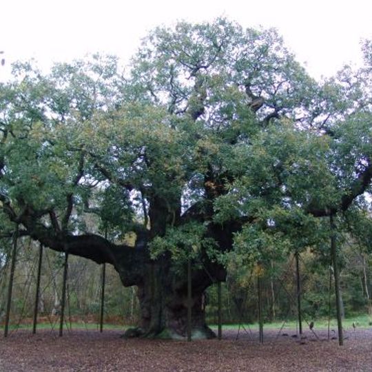Major Oak