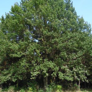 Naturdenkmal  [[Eichen|Eiche]]-[[Stieleiche]]n (''Quercus robur'') Saspower Landstraße,Nähe Kleingärten in Saspow