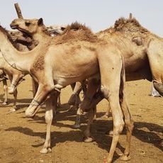 Daraw camel market