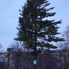 Pinus strobus in Chortkiv