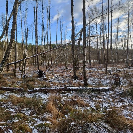 Rezerwat przyrody Torfowisko nad Jeziorem Morzysław Mały