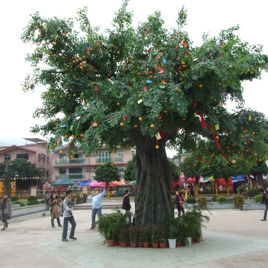 Lam Tsuen wishing trees