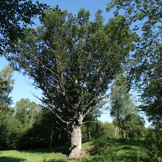 Šaukšteliškių ąžuolas