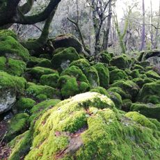 Monumento naturale Bosco del Sasseto