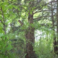 Gemeine Eibe Alt-Gatow 54