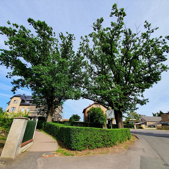 Friedenseichen an der Bahnhofstrasse Mutzschen