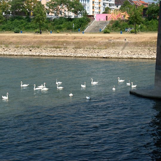 Unterer Neckar: Mannheimer Neckaraue