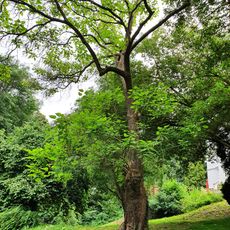 Trompetenbaum am Fünfhäuserweg