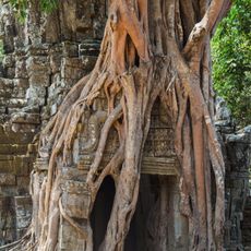 Tree Atop Gopura