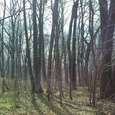 Zespół dworski w Bartodziejach - park