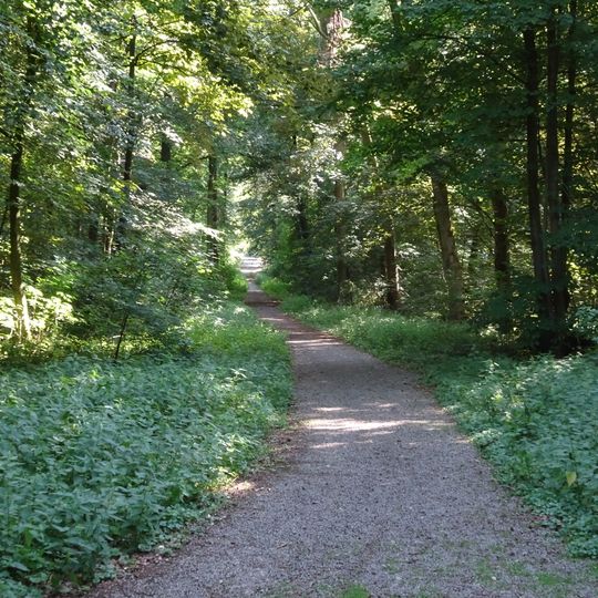 Waldgebiet des Tiergartenwaldes