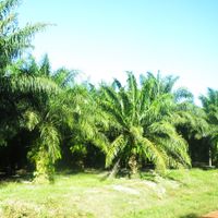 distretto di Kampong Seila