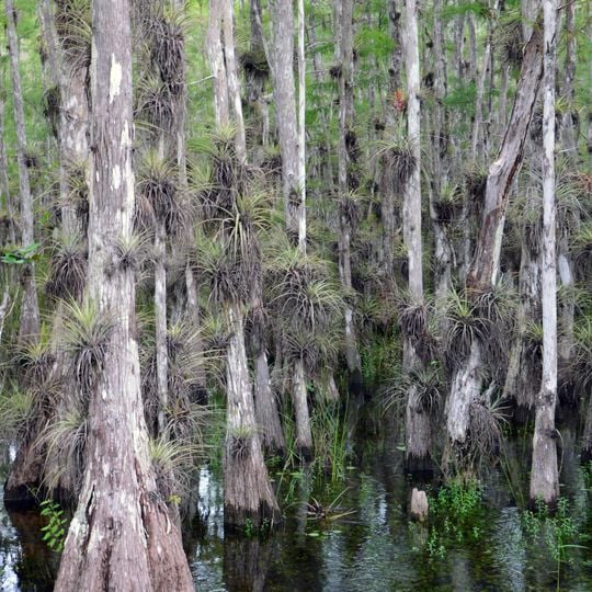 Big Cypress National Preserve