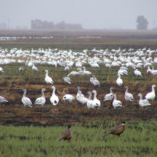Sutter National Wildlife Refuge