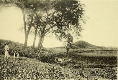 Immagine alternativa