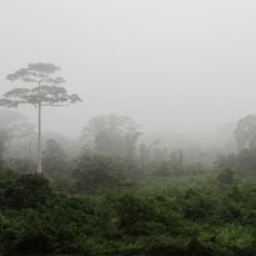 Western Guinean lowland forests