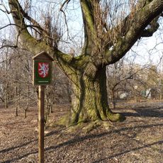 Ash tree u Bártova statku