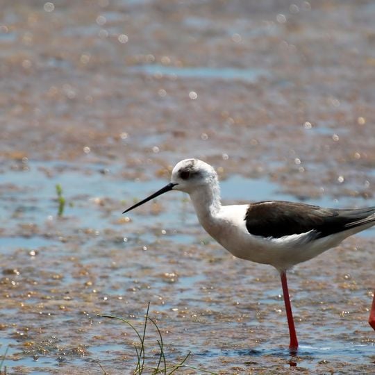 Parco nazionale di Wilpattu