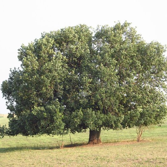 Quercus robur near Giurgiulești