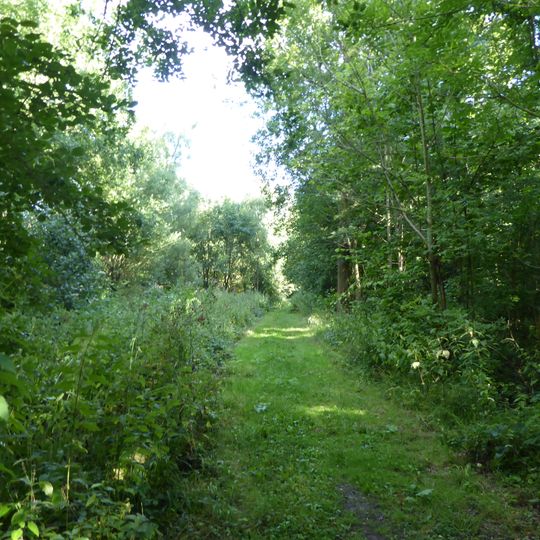 Hintlesham Woods