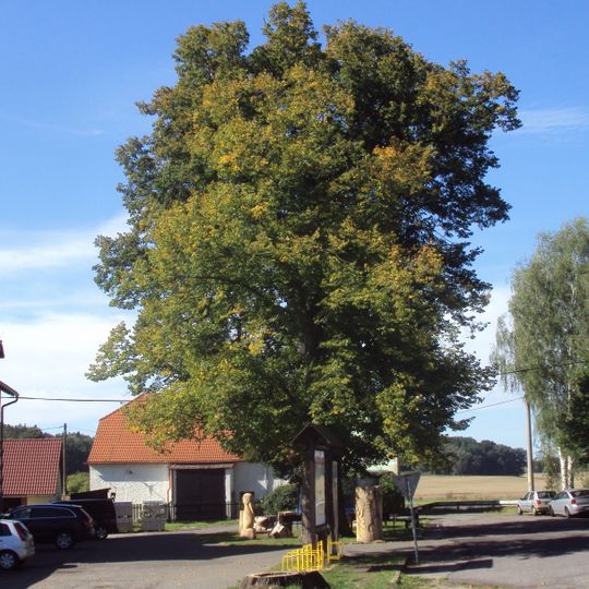 Lípa v Novinách pod Ralskem