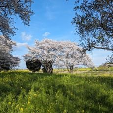 中の島公園