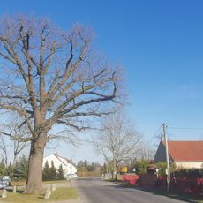 Naturdenkmal Stieleiche Groß Jehser