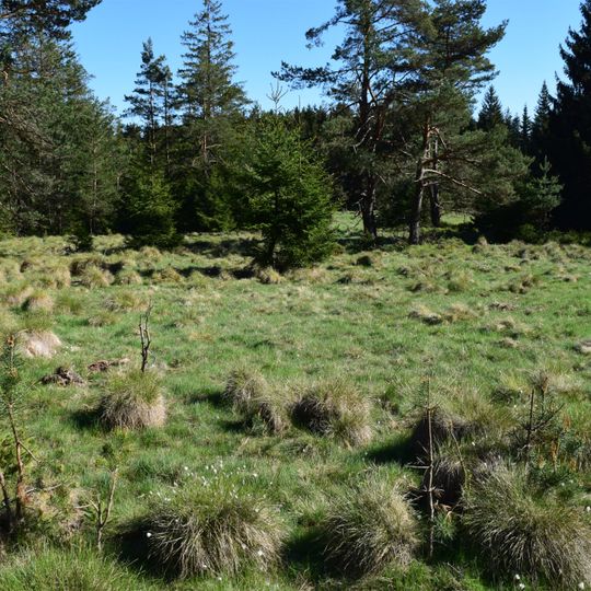 Moorgebiet bei Bärnau