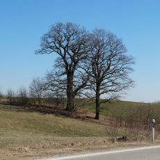Pakarčemio ąžuolas