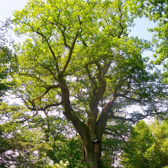 Dreifaltigkeitseiche bei Aschach