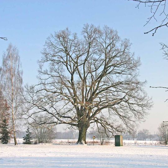 Památný dub u bývalého koupaliště v Přelouči