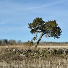 Kataveski juniper