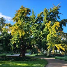 Arbre au quarante écus