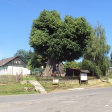 Lípa v Drnovci