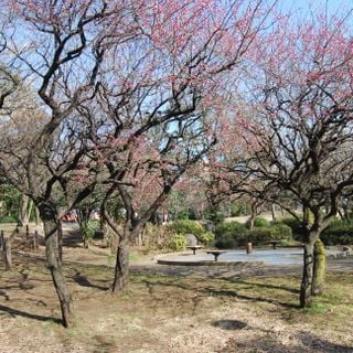 Saigōyama Park