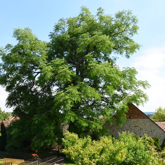 Nahovětvec dvoudomý u evang. fary