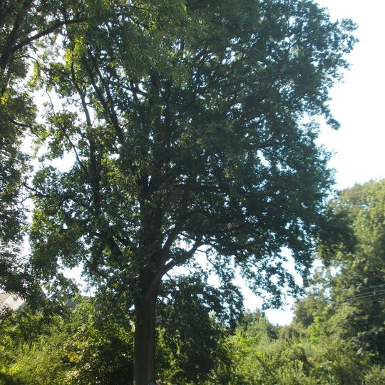 Friedenseiche und Gedenkstein zum Friedensschluss 1870/71 im Deutsch-Französischen Krieg An der Schnauder