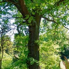 Quercus robur in Ferch, near Dorftstr. 6a
