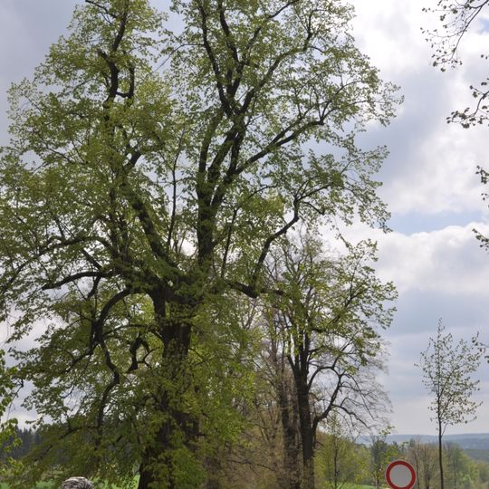 Allee von Winterlinden