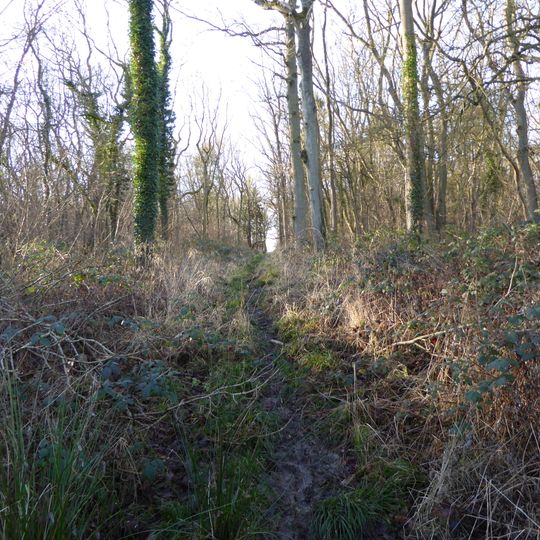 Alder Wood and Meadow