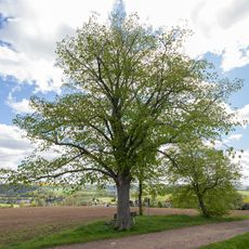 Winter Linde Schellenberg