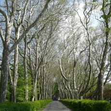 Platanová alej u pivovaru v Protivíně