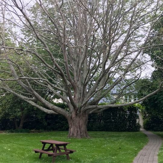 Lincoln University California walnut