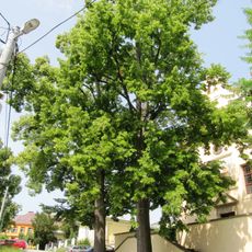 Lípy u Kapucínského kláštera