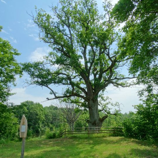 Pavirvyčio dvaro ąžuolas