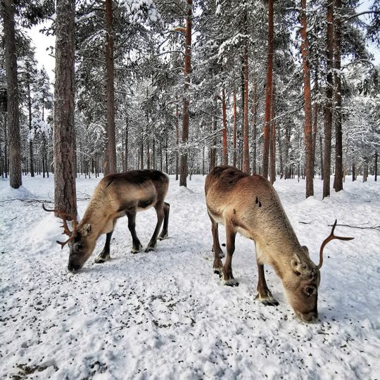 Inari Reindeer Farm