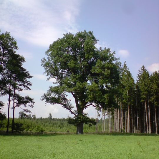 Dub u Zadního dvora 6