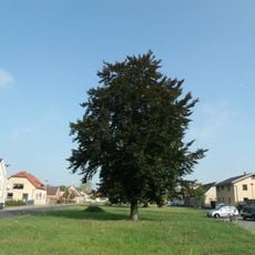 Naturdenkmal Buche-Blutbuche (''Fagus sylvatica f. purpurea'') Schmellwitzer Straße, Nähe Hausnummer 83 in Schmellwitz